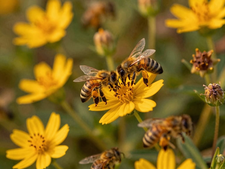 Macro shot of worker bees gathering nectar from vibrant, native Mexican wildflowers, soft golden light, shallow depth of field, 35mm.