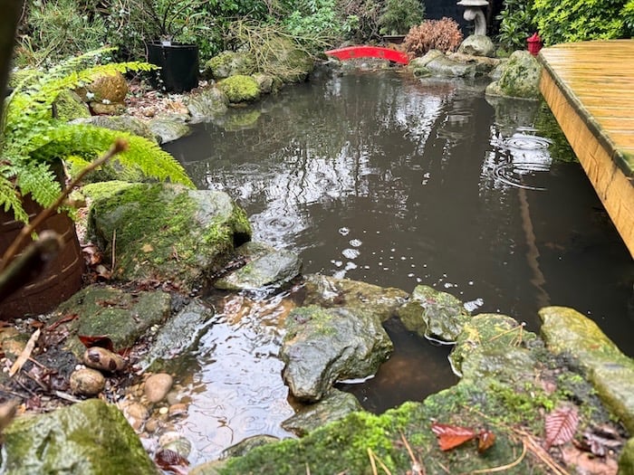 wildlife pond with water feature