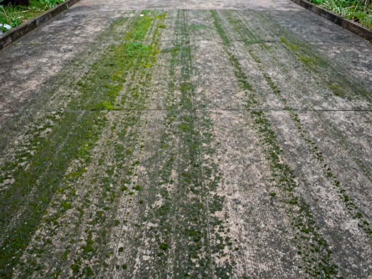 Close environmental shot of a heavily algae-stained concrete driveway, green and dark grey grime coating the surface, bright overcast daylight revealing every stain and moss patch, wide framing showing the full width of the driveway, no people