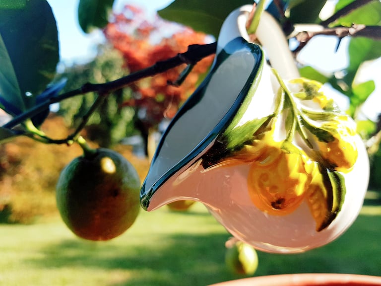 A decorative ceramic lemon creamer pitcher hanging from a green lemon tree branch outdoors.