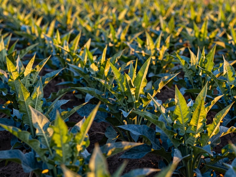 Close-up of vibrant, healthy green crops in an Idaho field, showing individual leaves and stalks, golden hour sunlight, sharp focus, 35mm