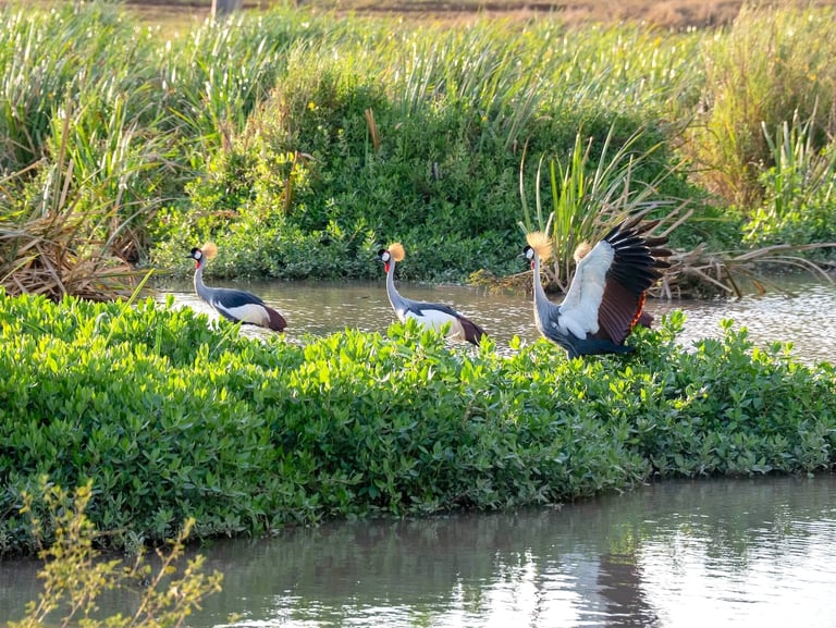 Solio Lodge Kenya birds