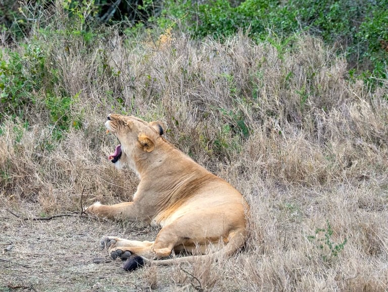 Solio Lodge Kenya lion