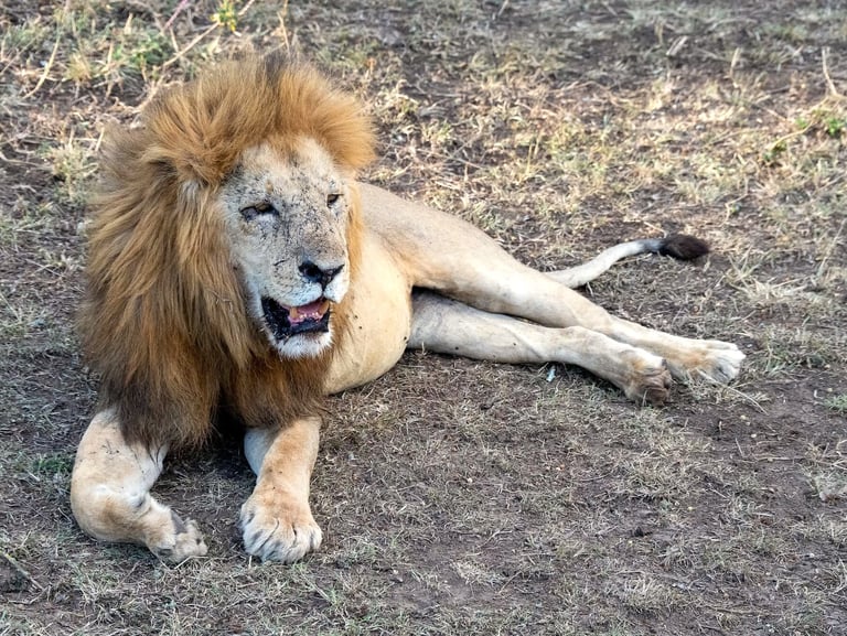 Solio Lodge Kenya lion