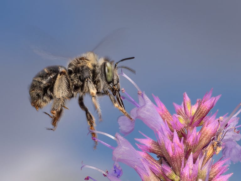 Green-Eyed Flower Bee, East London