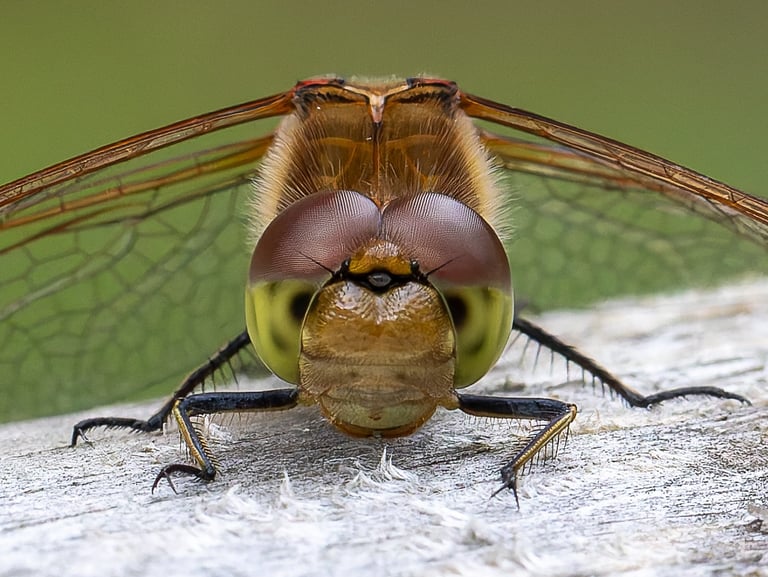 Southern Hawker Dragonfly