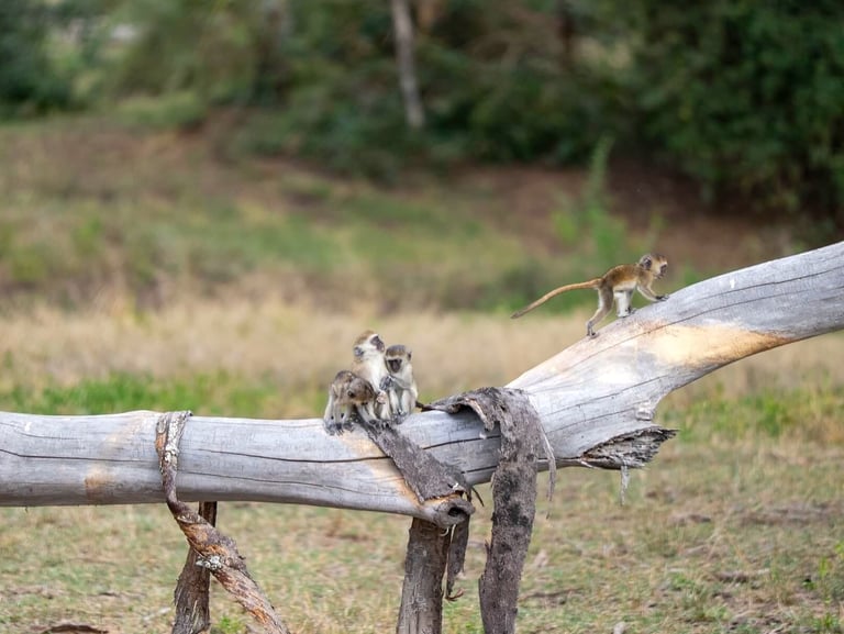 Solio Lodge Kenya monkeys