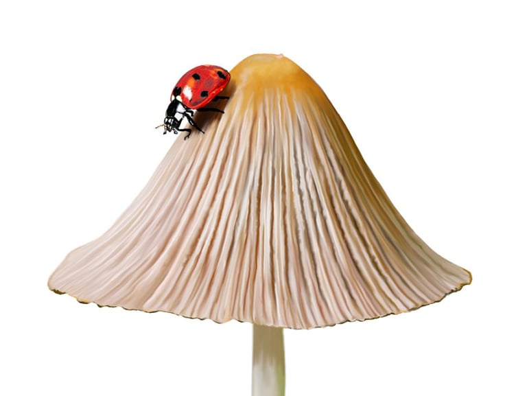 Common bonnet illustration lady beetle