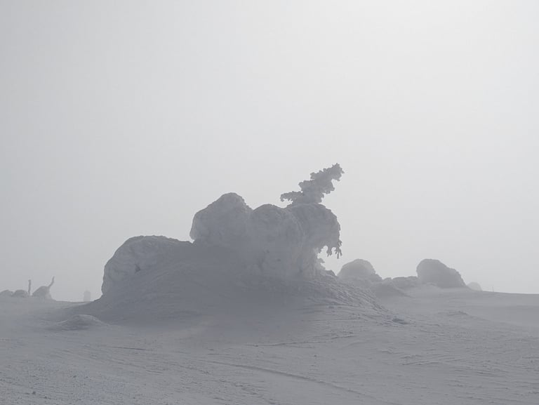 Snow-covered tree formation on a foggy mountain slope with low visibility.