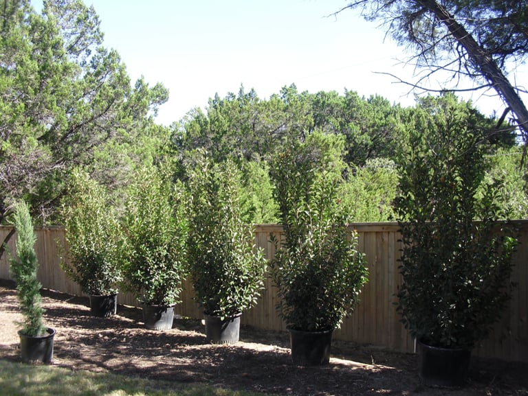 Red Tip Shrubs 