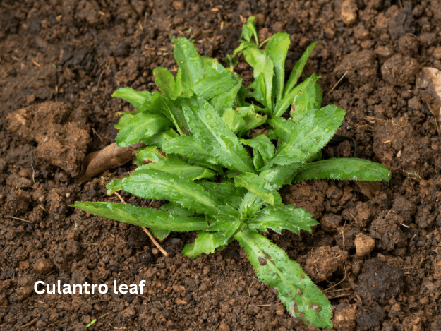 a plant of culantro with a plant growing out of it
