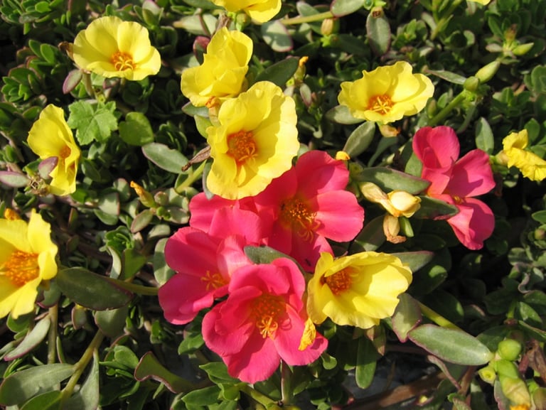 portulaca, été, tombe, sepulture49, livraison gratuite fleurs