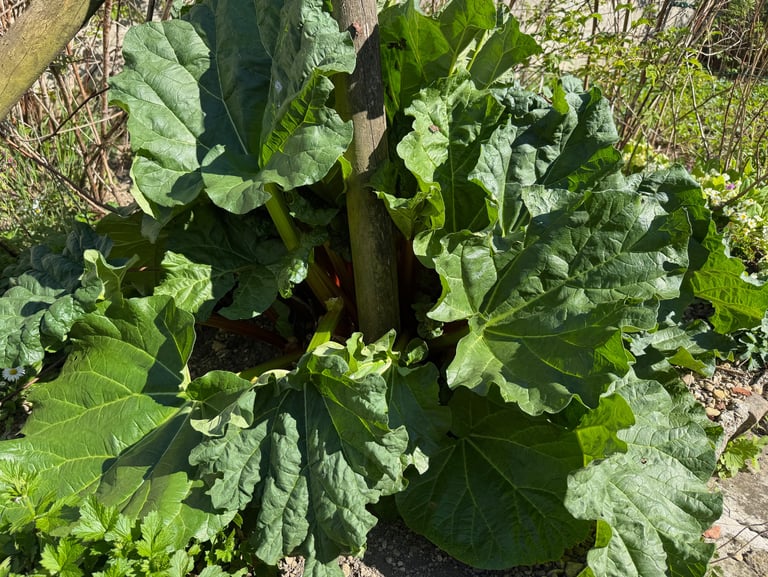 rhubarbe du jardin