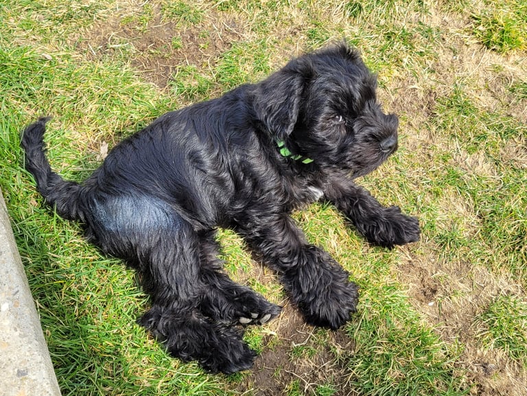 Chiot Schnauzer miniature