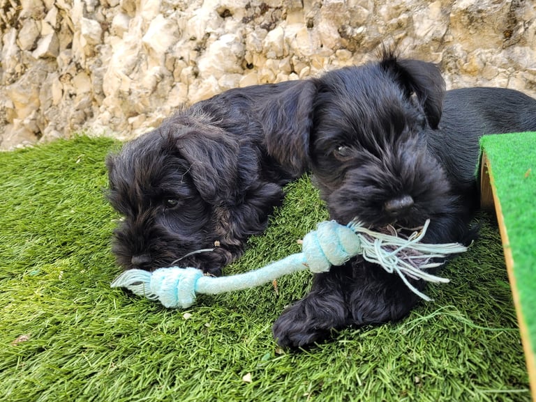 Chiots Schnauzers miniatures