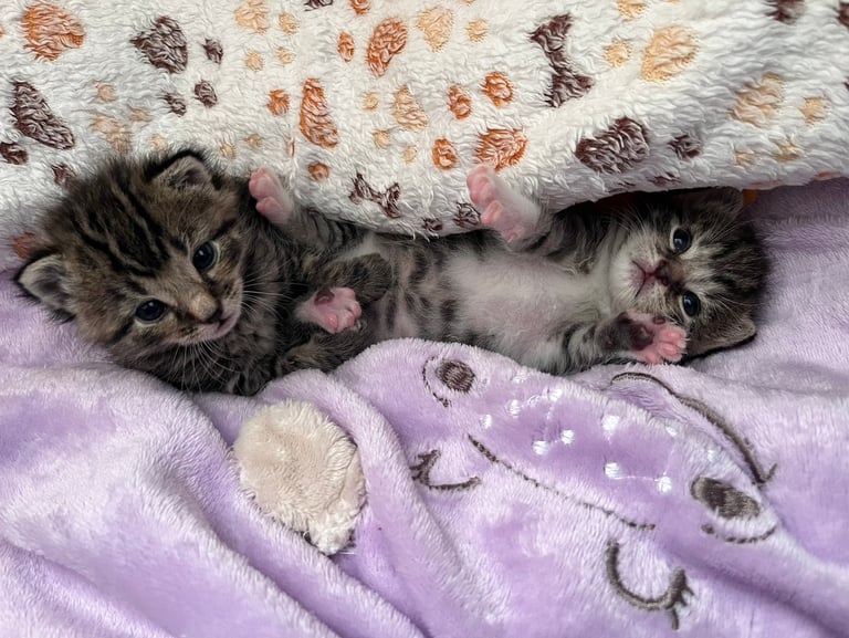 zwei Katzenbabys, die eingekuschelt in einer Decke sind