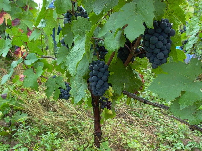 Vignes, raisin Amboise, Montlouis, AOP Touraine Amboise, Montlouis, Touraine