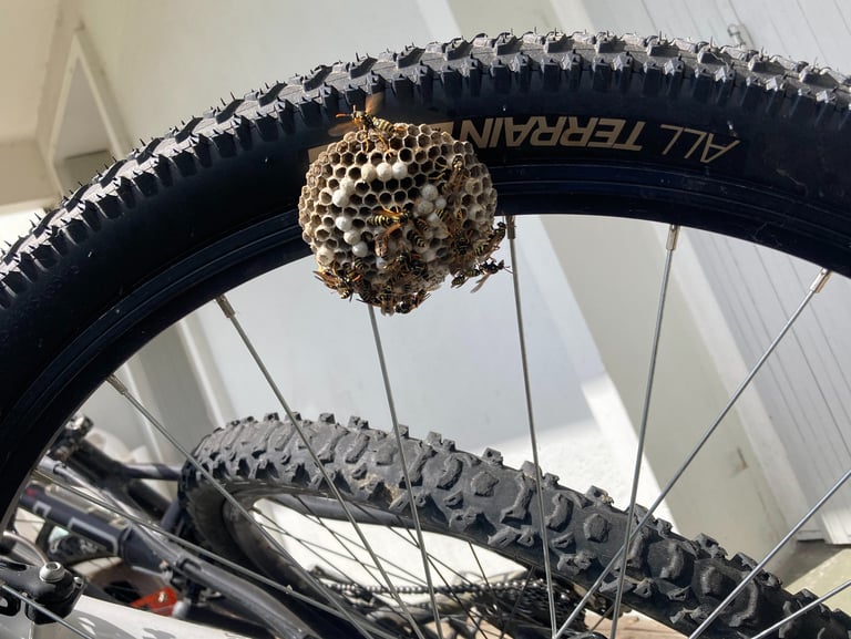 nids de guêpes Fillinges, Bonne sur menoge, Boëge, Cluses, Reignier, Saint-Jeoire, viuz-en-sallaz, 