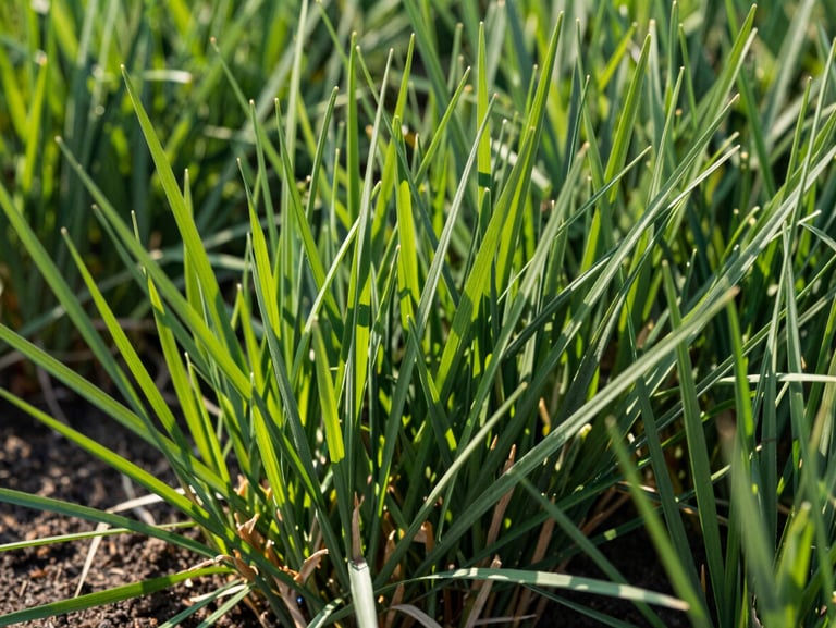 A close-up shot of healthy, vibrant green grass blades under bright, natural daylight, showcasing pristine soil and turf integrity.