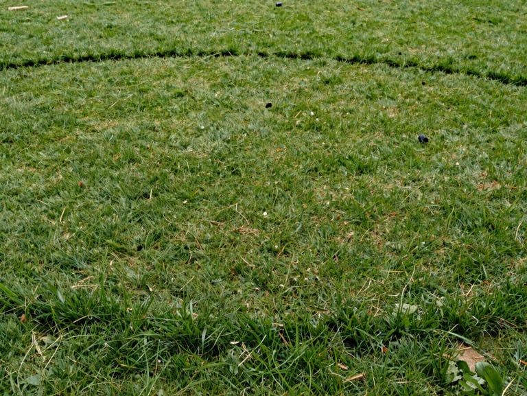 Wide-angle bright daylit shot of a lawn spreader casting seed over a thin patchy lawn section, seed visible mid-air, dense established turf border framing the repair area, no people in frame