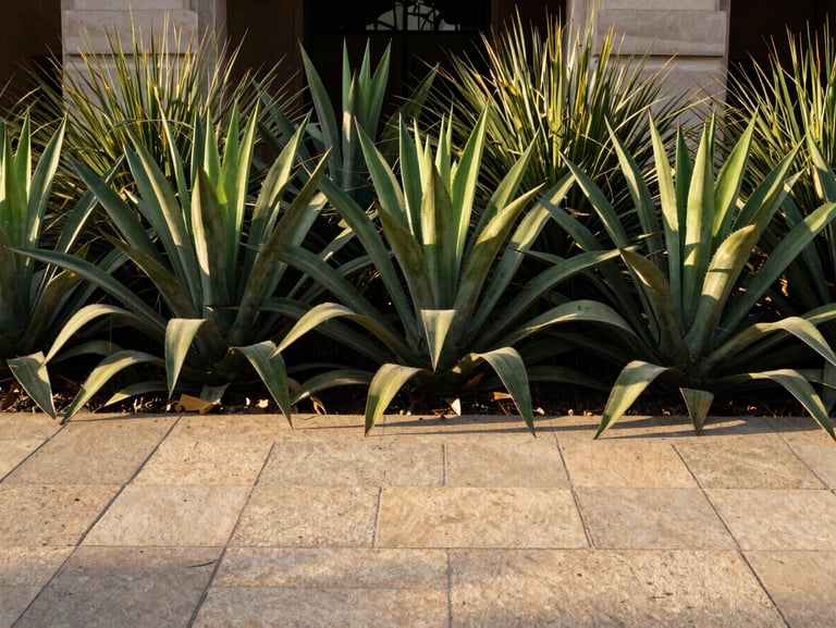 Tight straight-on shot of clean stone pavers transitioning into lush, vibrant green agave plants and architectural ornamental grasses under warm afternoon sun