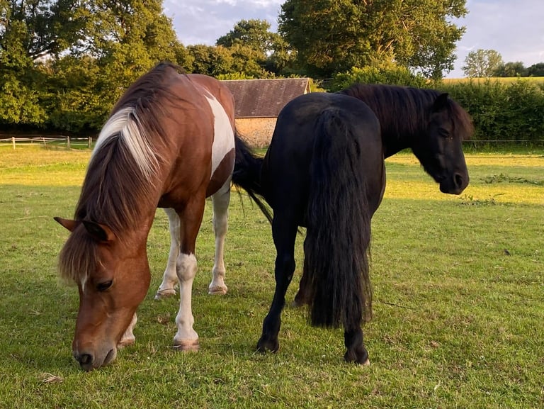 Deux beaux chevaux dans un pré
