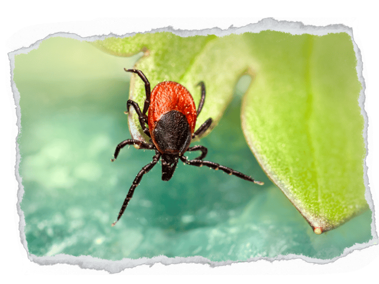 dedetização carrapatos