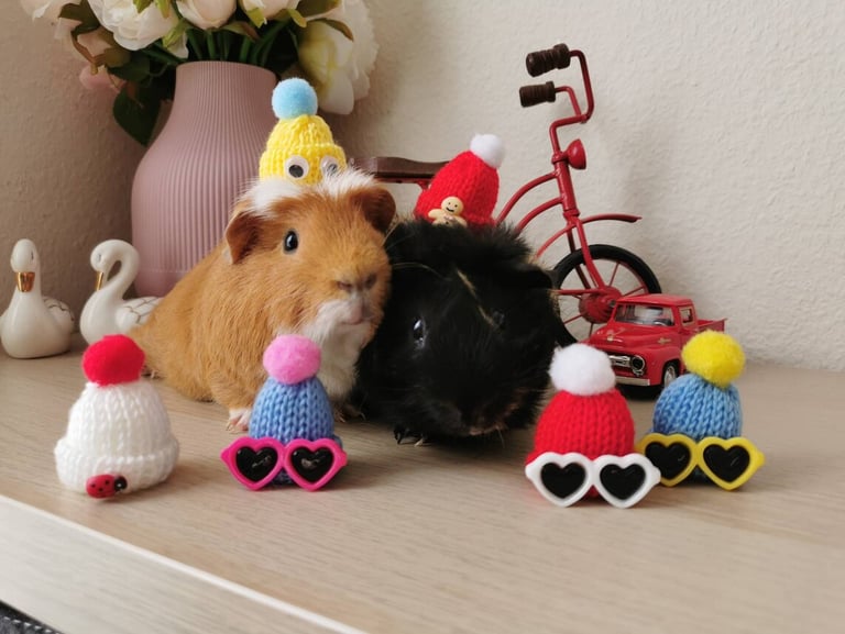 a guinea piggy guinea guinea guineas are dressed up in a party hat