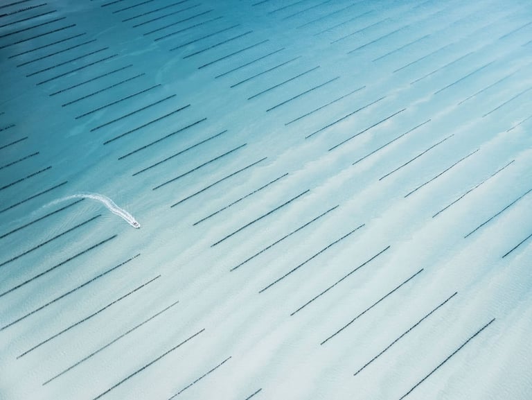Aerial photo of an oyster farm in France