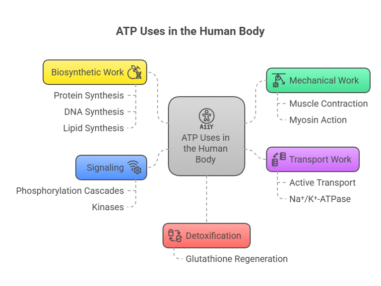 ATP uses in the humans