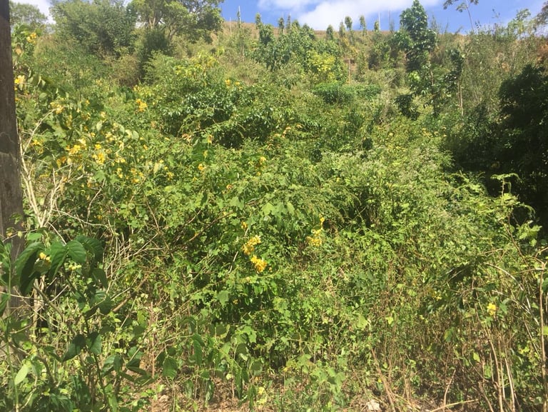 Land for Sale Trinidad