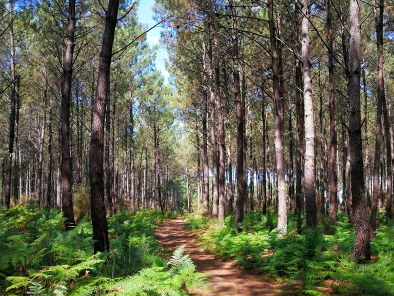 photo d'une forêt Landaise