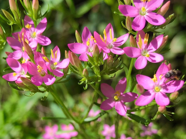 Terapia Holistica, Esencias Florales, Holistic therapy, Flower essence