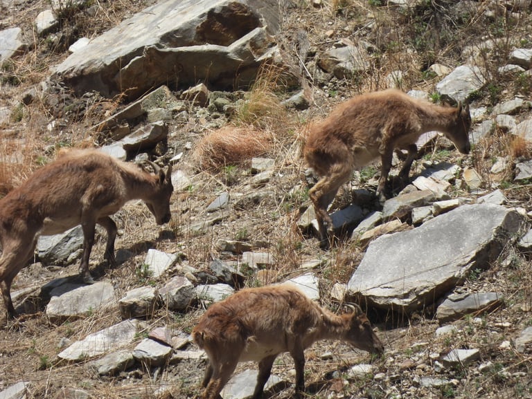 Gorals dans le Dolpo