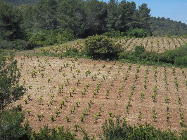 Paysage d'un début de vigne Domaine des XIII