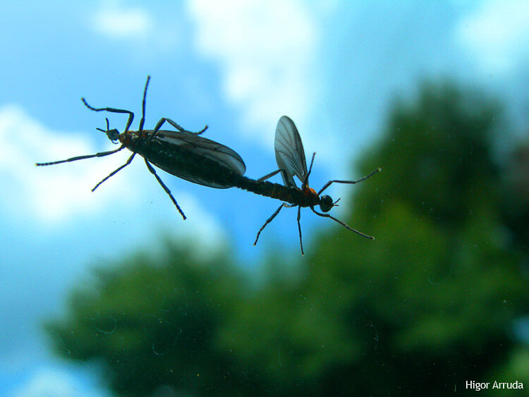 a pair of lovebugs on a car windshild