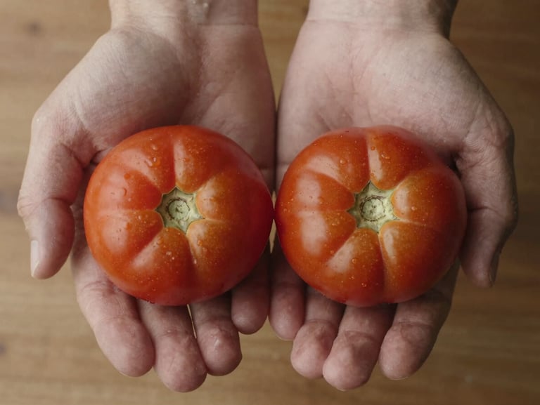 Extreme close-up overhead: rough hands holding two small heirloom tomatoes side by side over a wooden surface, natural diffused north-facing light, skin texture and imperfection visible, no styling