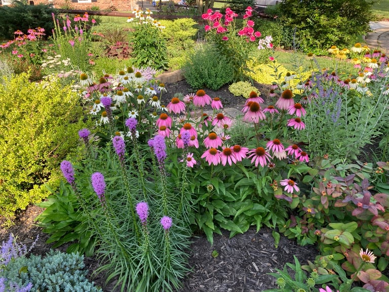 Native Liatris in Front Garden 2022