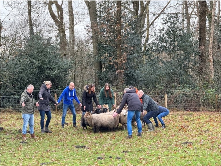 teambuilding schapendrijven