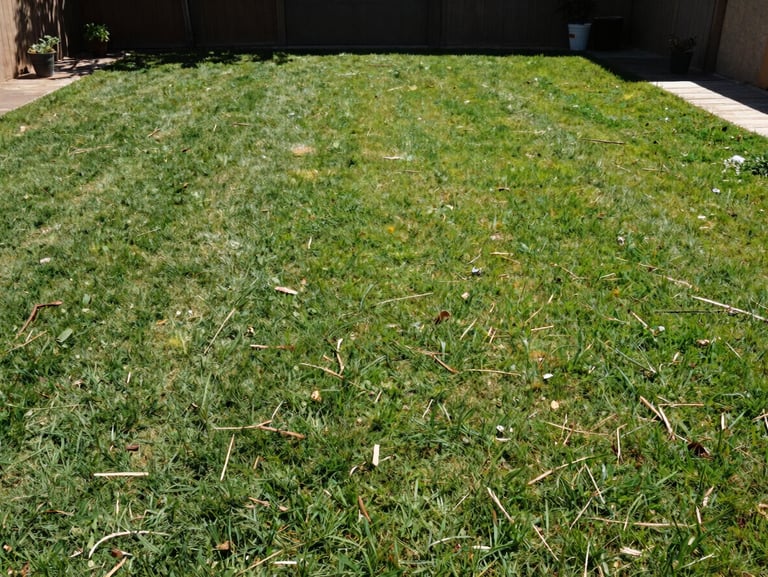 Wide-angle documentary shot of a pristine, raked grassy backyard plot under direct Texas sunlight, completely cleared of debris.