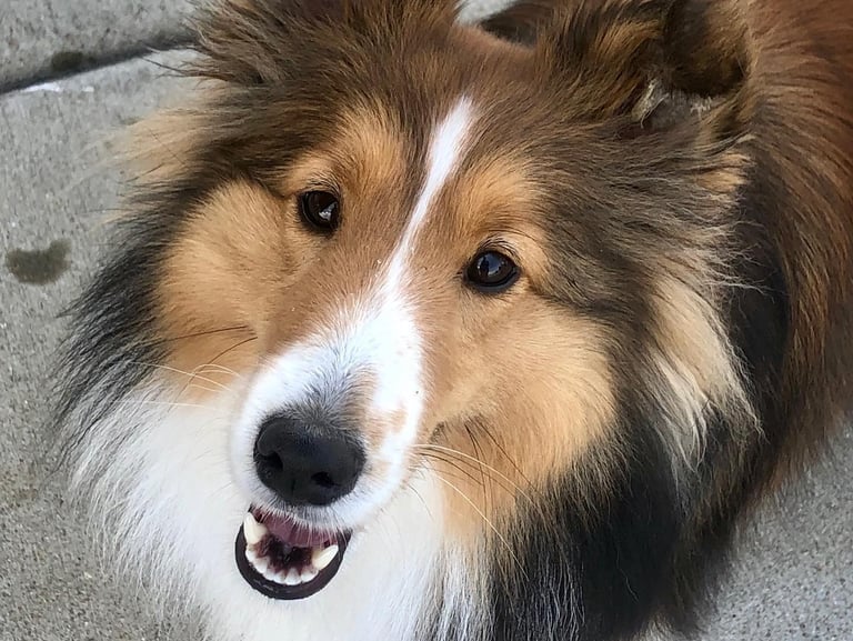 This Border Collie is a Tender Paws Therapy Dog.