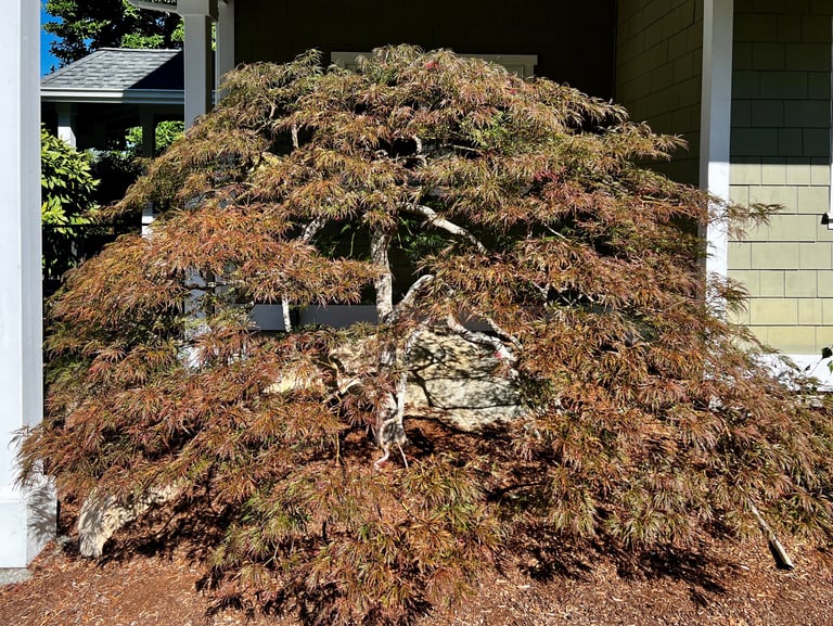 a maple tree pruned in a bonsai style