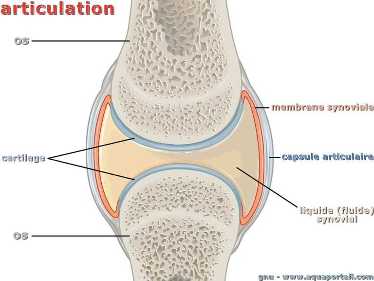 anatomie articulation