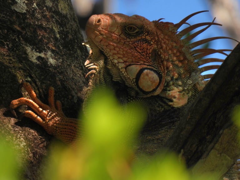 an iguana in a tree in Costa Rica