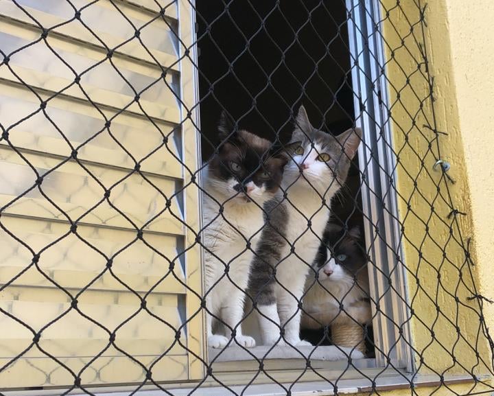 Rede de proteção para pets e gatos em apartamento SP