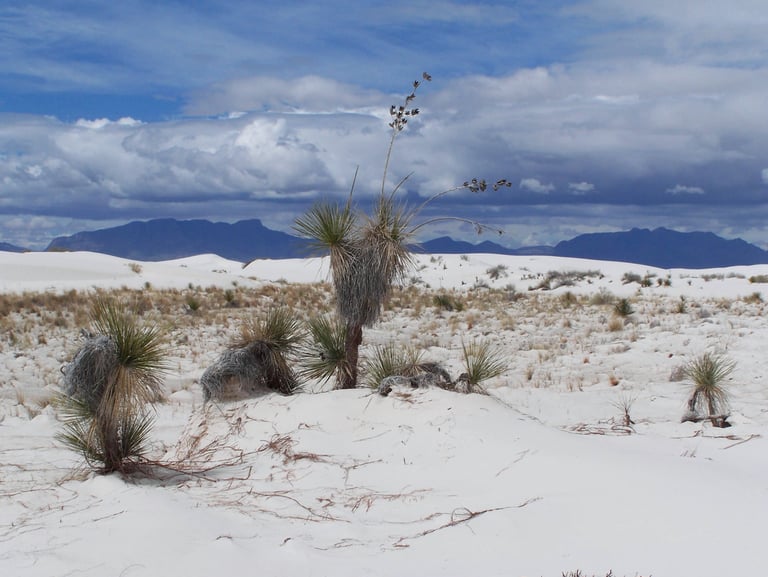 White Sands