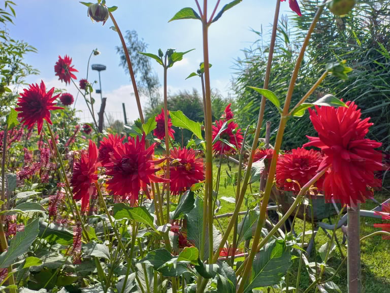 Rode bloemen in de bloementuin van hortus populus
