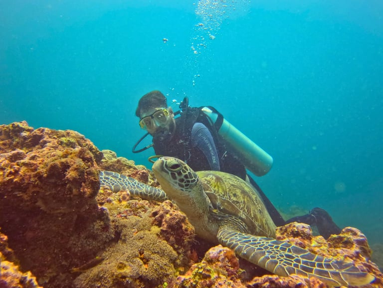 Scuba diver observing a green sea turtle resting on a vibrant coral reef in clear blue ocean water.