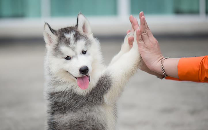 veterinario-no-jardim-sao-paulo