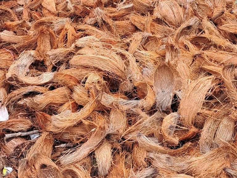 Coir fiber drying dhasan globalcity